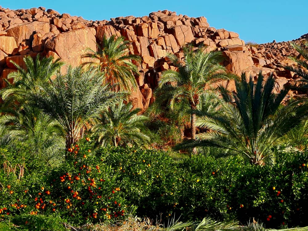 Oasis de Timia photo : Maurice Ascani