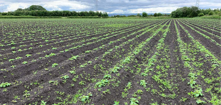 ACTvegfarmer's tweet image. Is it worth adding a residual herbicide adjuvant this Spring?

Read more via #HortNews &amp;gt;&amp;gt; hortnews.com/articles/horti…

@InteragroUK  @SASutherland  #Backrowmax #DriftReduction #MoistureRetention #Leaching