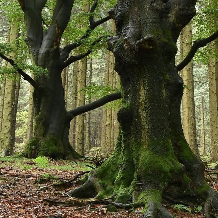 arboles_magicos's tweet photo. "El hombre es la especie más insensata; venera a un Dios invisible y masacra a una naturaleza visible, sin saber que esta naturaleza que masacra es ese Dios invisible que  venera."
~ Hubert Reeves https://t.co/rPTfFPXH87