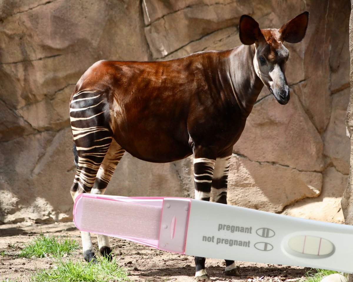 San Antonio Zoo 🦍 tweet media