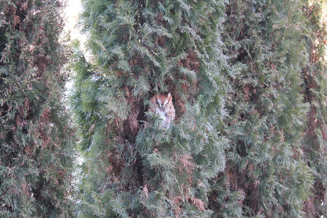Monelley1's tweet photo. Look how cute this owl is!!! Also, happy international women's day to all the wonderful women! https://t.co/CqYErhD34l