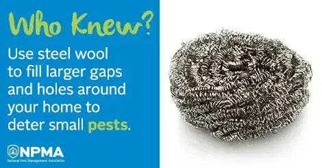 NWPest_Control's tweet image. Here is a rodent control tip from NW Pest Control #rodentcontrol #exterminators #pestcontrol