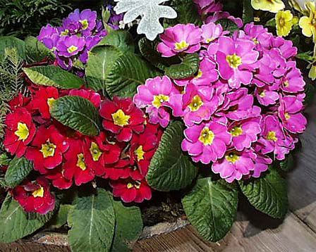 akirakun88's tweet photo. 2023年3月9日㈭
#おはようございます
#誕生花
#プリムラ・ポリアンサ
#Primulapolyantha
#花言葉
輝かしい青春
#めざまし占い
#全国の天気
#今日は何の日
#感謝の日
「サン(3)キュー(9)」(Thank you)の語呂合せ。
過去の感謝したいことや人に思いを寄せる日。 https://t.co/VtAUUxLLIH