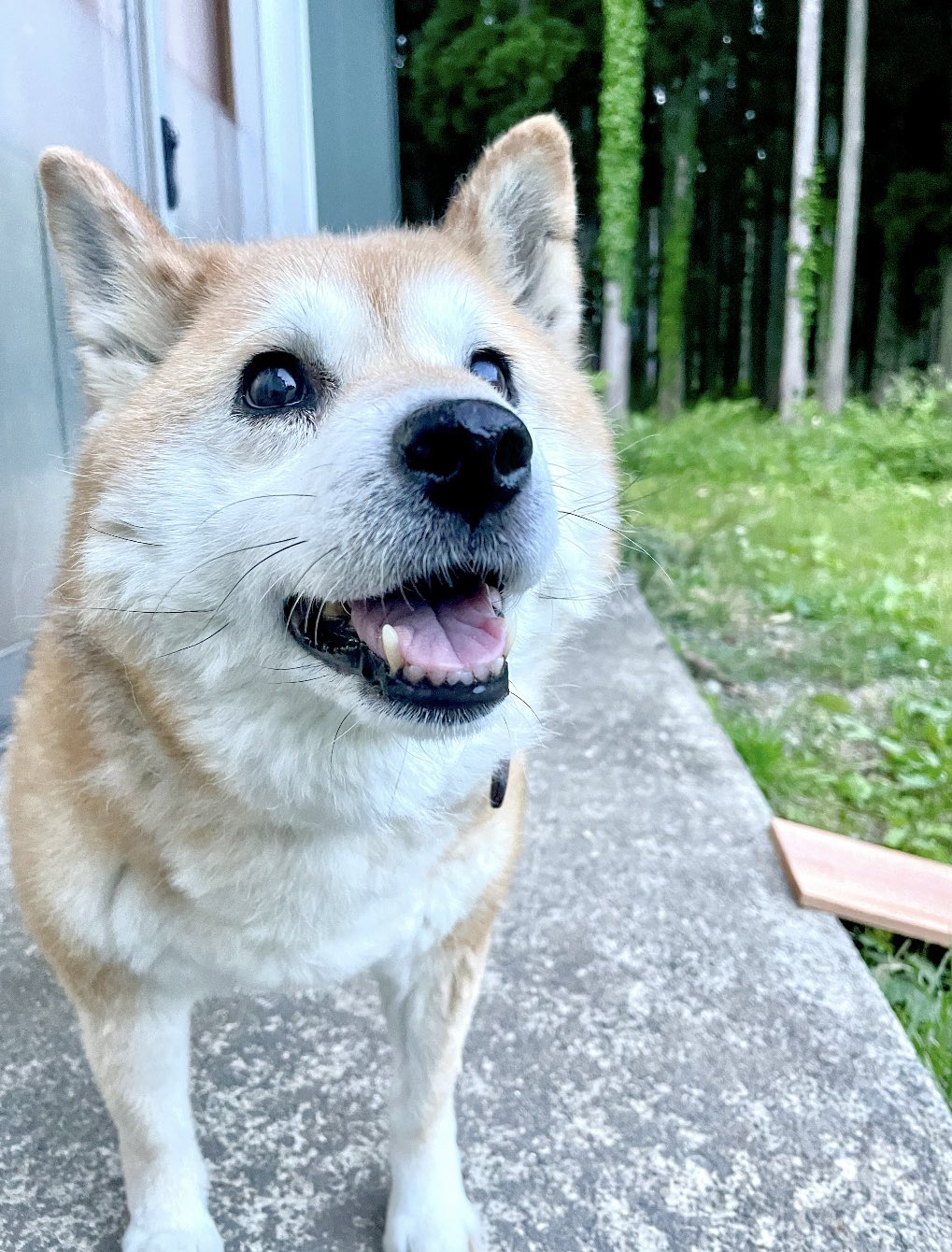 ムーコ (@muco_vetro) / X