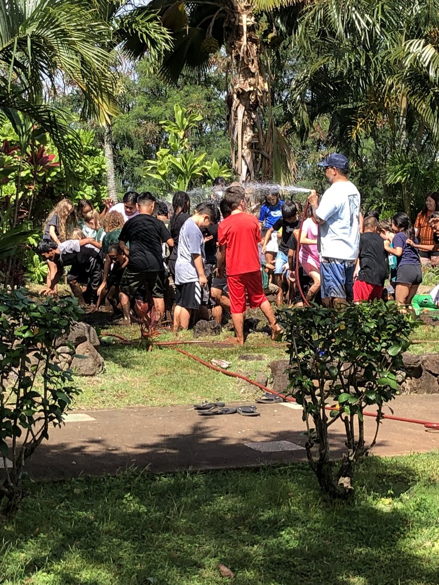 #WeblingEl ,Gr. 4 Lo’i harvesting, kids and adults having some fun!  Thx to the teachers and parent volunteers for assisting with this project.  #NaPueo , #Lo’i , #HawaiianCulture