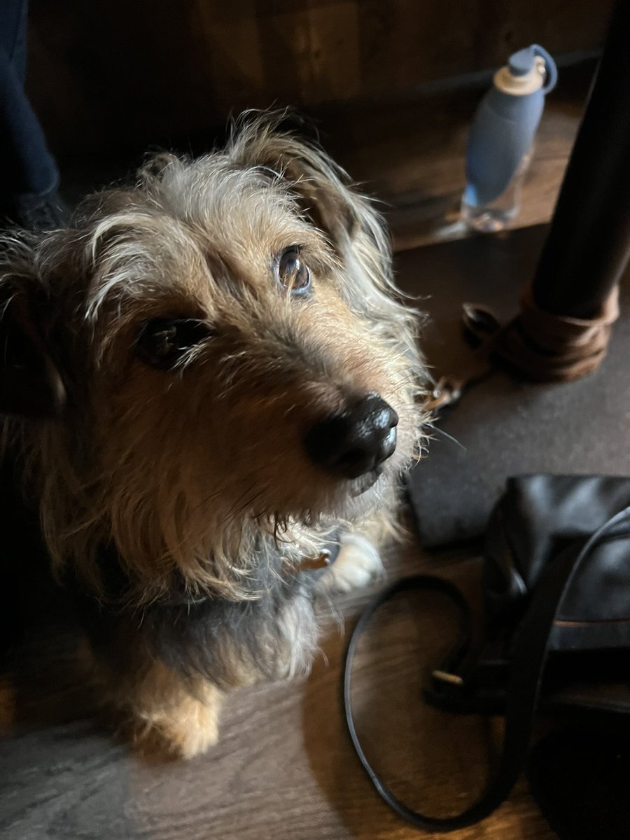 Manclee's tweet image. Me folks’ #pooch called #DOG former hobo now with a #ForeverHome ❤️#woof adorable 🥰