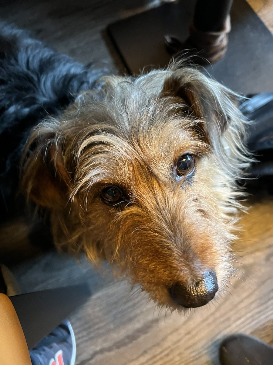 Manclee's tweet image. Me folks’ #pooch called #DOG former hobo now with a #ForeverHome ❤️#woof adorable 🥰