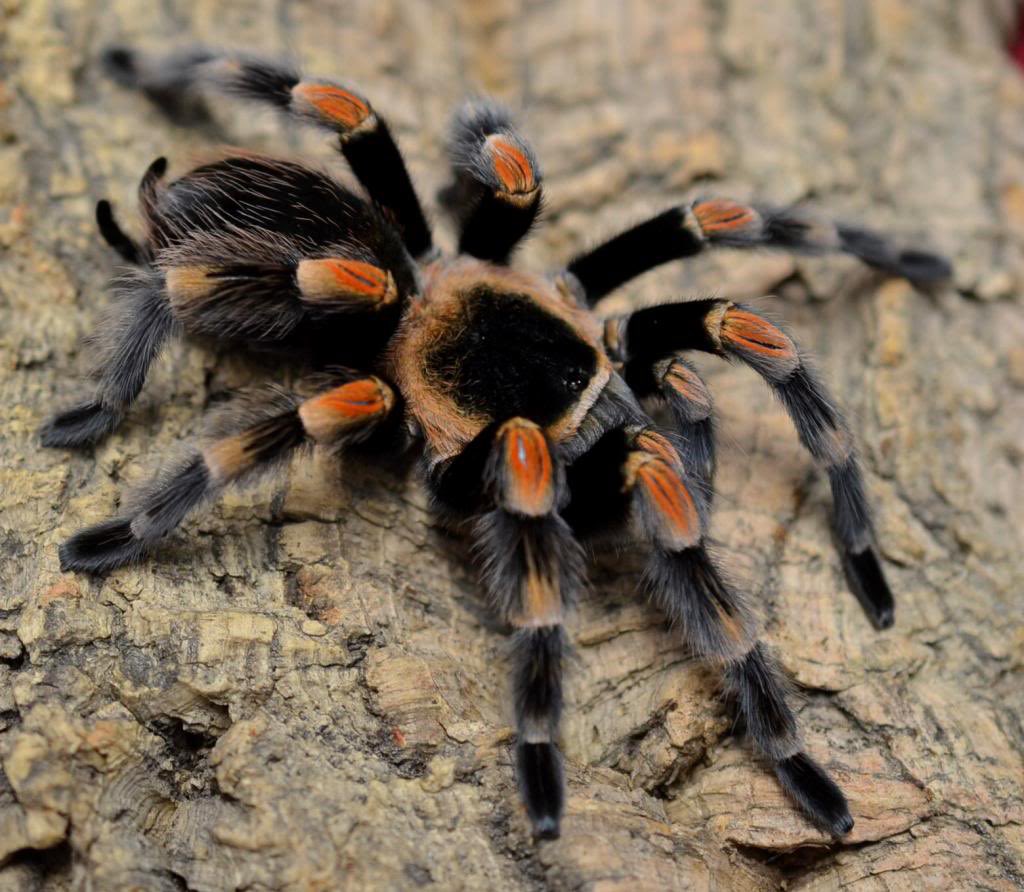 i just bought a tarantula will you help me name it