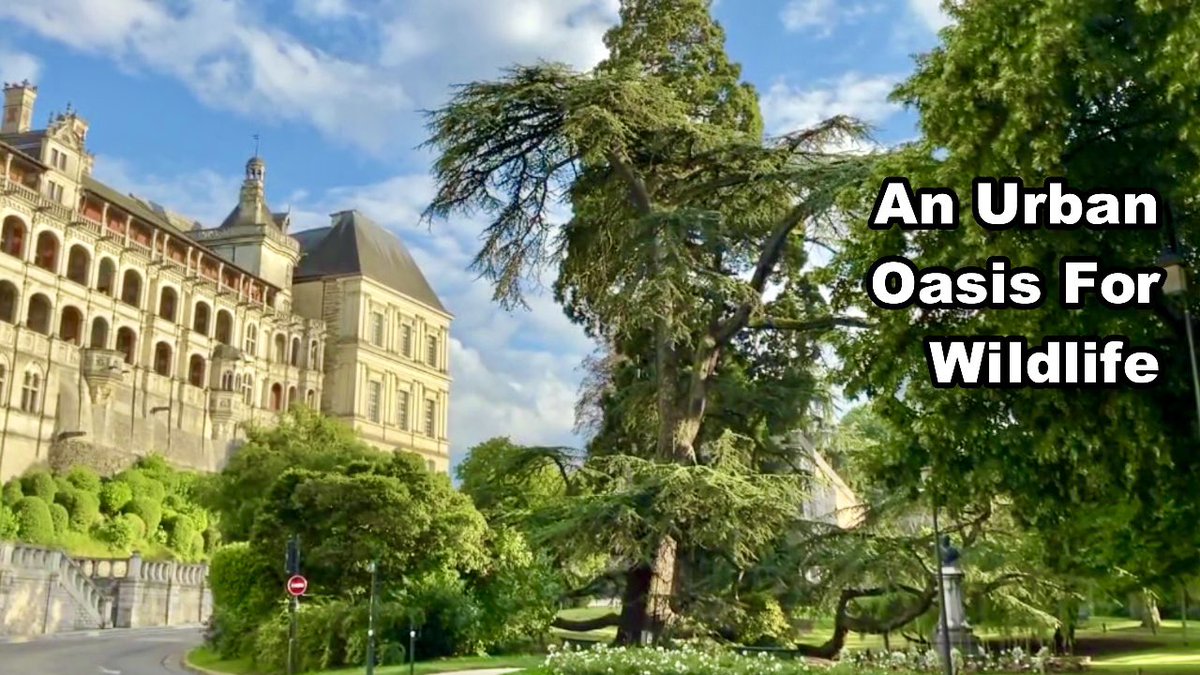 _JoelAshton's tweet image. With all the awful cases of destruction of the natural world of late, here’s something uplifting - a town I visited in France last year, which is doing everything it can to help conserve #wildlife. A true inspiration and an example we should be following👇
youtu.be/MDnAgP7IIVc