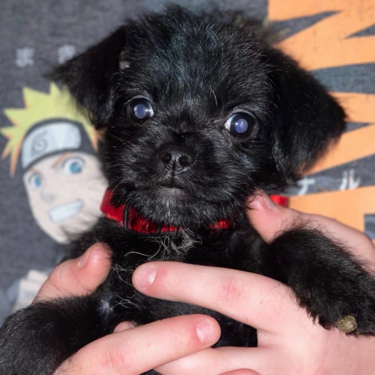 IVY 🖤 @scratchmybellydogrescue is now accepting applications for this “tiny little fierce nugget”! Ivy is vaccinated and chipped, and her spay will be under the rescue contract when she is 16 weeks old. #RescueDog