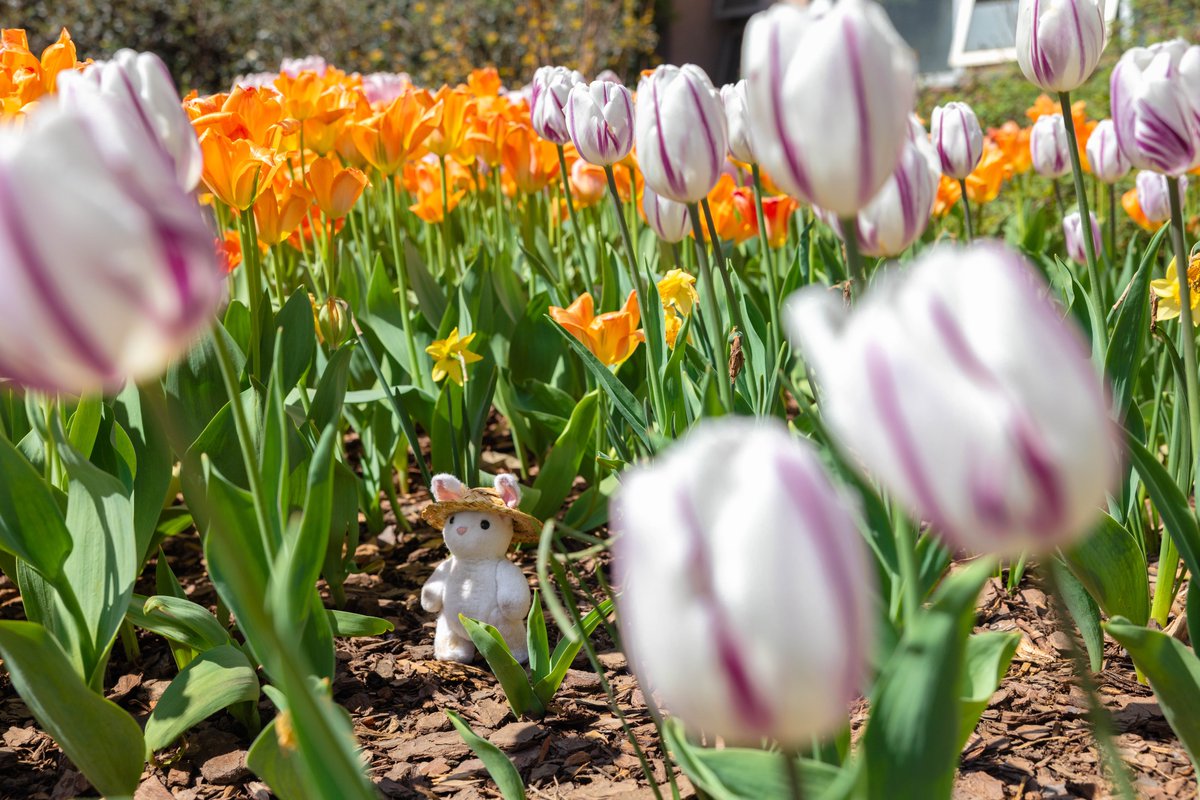 MiaRabbit's tweet photo. Tiptoeing Through the Tulips #MiaRabbit https://t.co/y5HBuj6AWX https://t.co/n7kSijlX1d