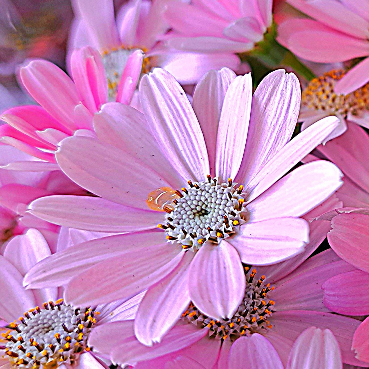 💙青い空と、満腹太郎💙 tweet media