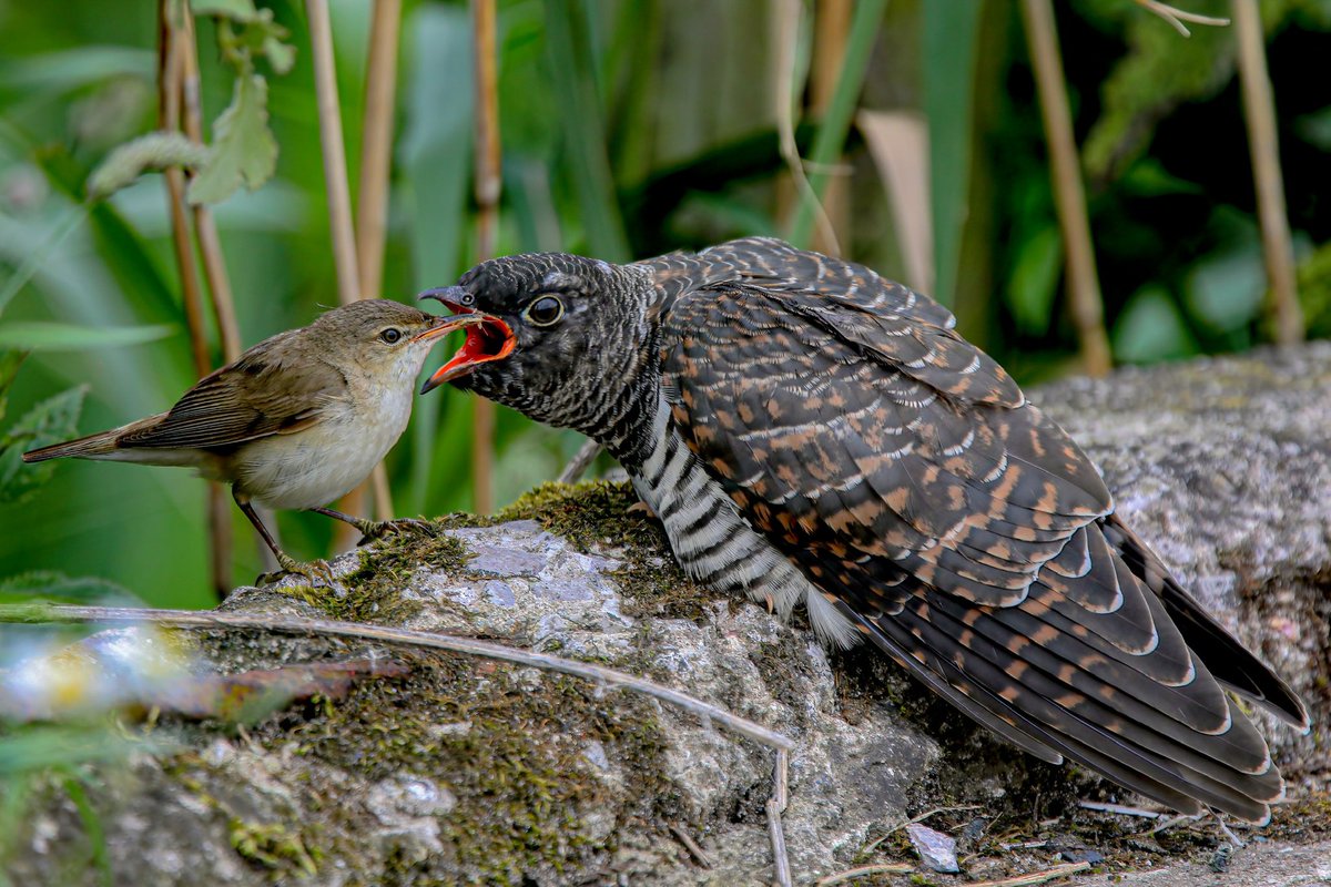 sykesjeff's tweet photo. My all time favourite photo, it’s not the quality it’s the timing of getting this unique photo of this juvenile Cuckoo being fed by a Reed Warbler at @WWTMartinMere it’s a shot in a million in my eyes and a very lucky day indeed https://t.co/B26T94v1Wd