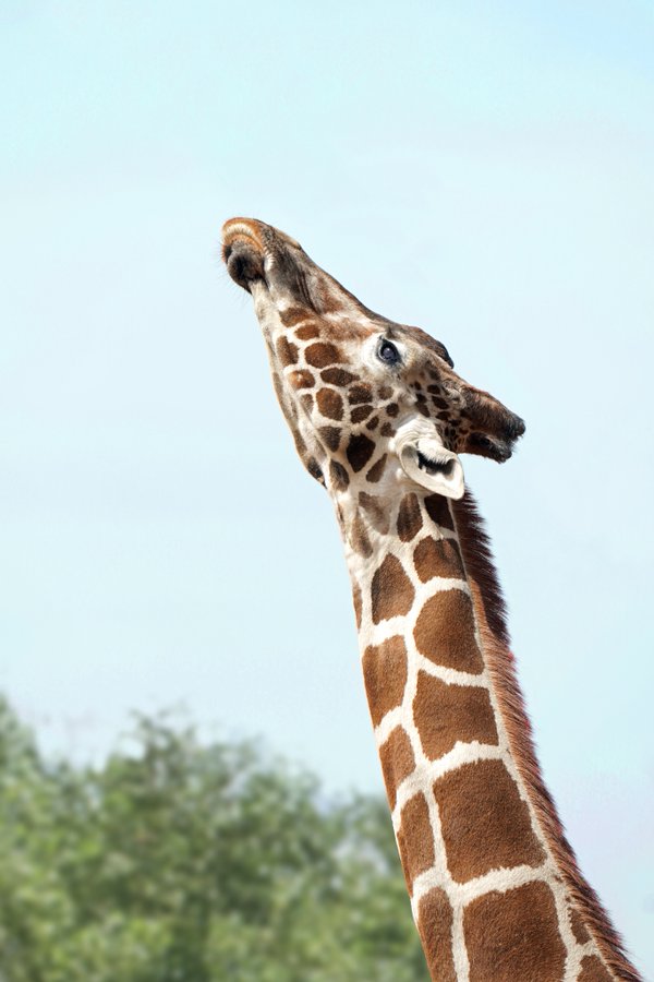 Denver Zoo 'heartbroken' after Kipele the giraffe dies