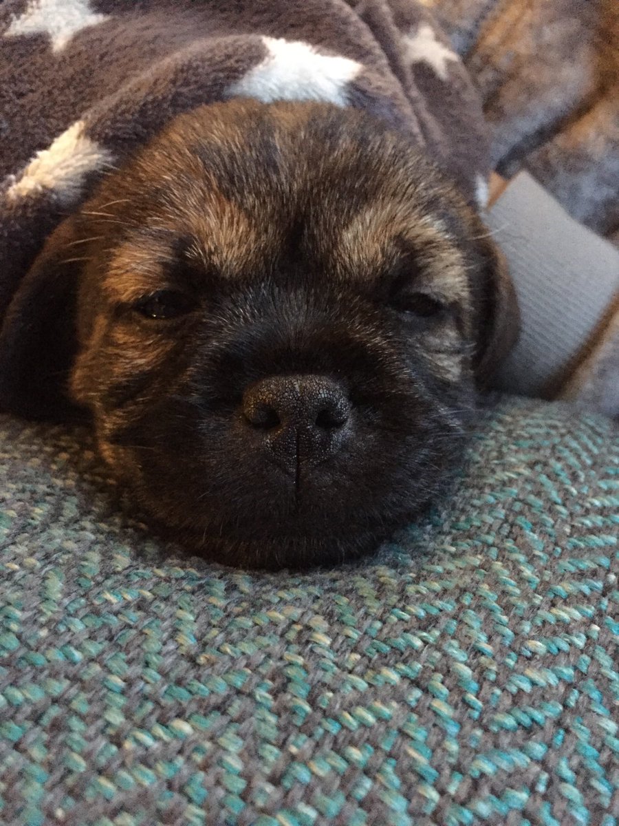 RuffralphT's tweet photo. Happy belated gotcha day to me! Only 8 days late 😳 https://t.co/GsA592FJMe