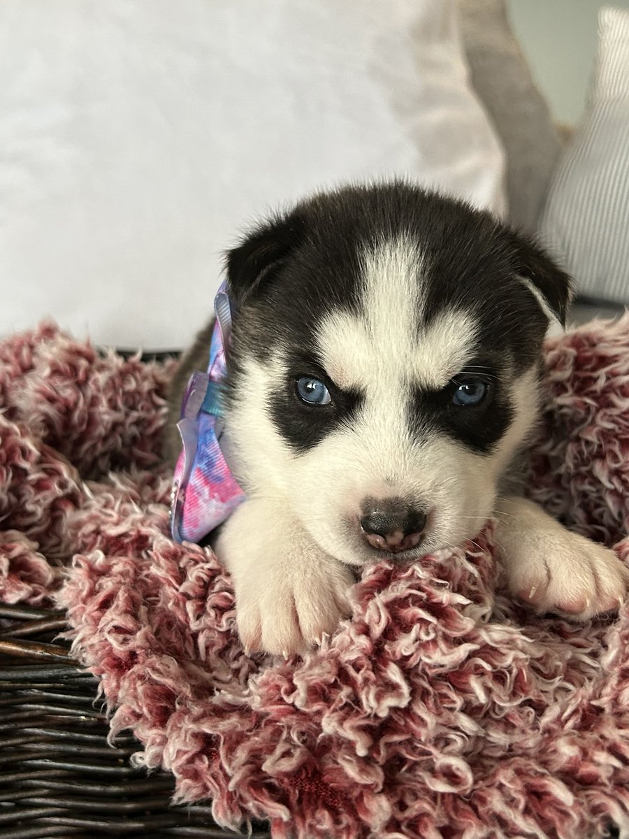 jonathan a watts tweet media