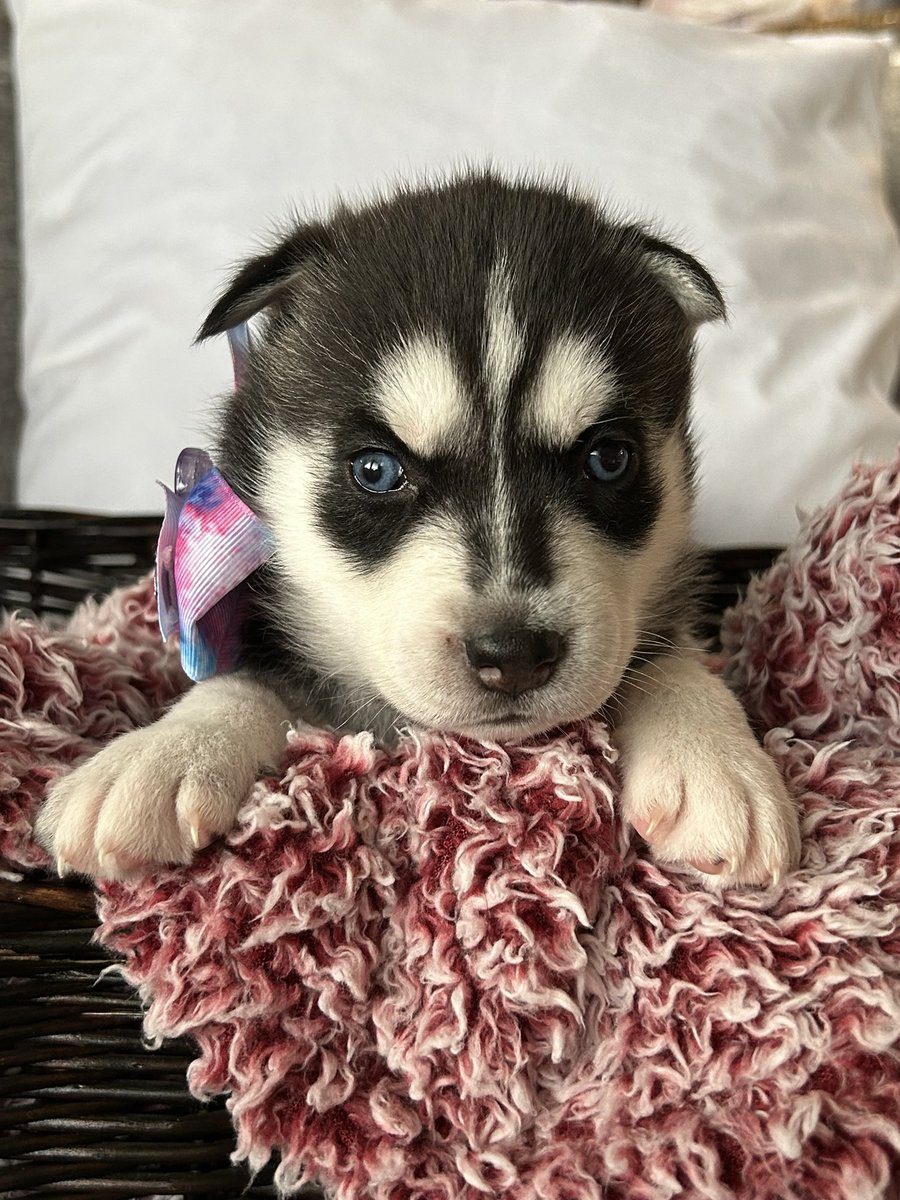 jonathan a watts tweet media