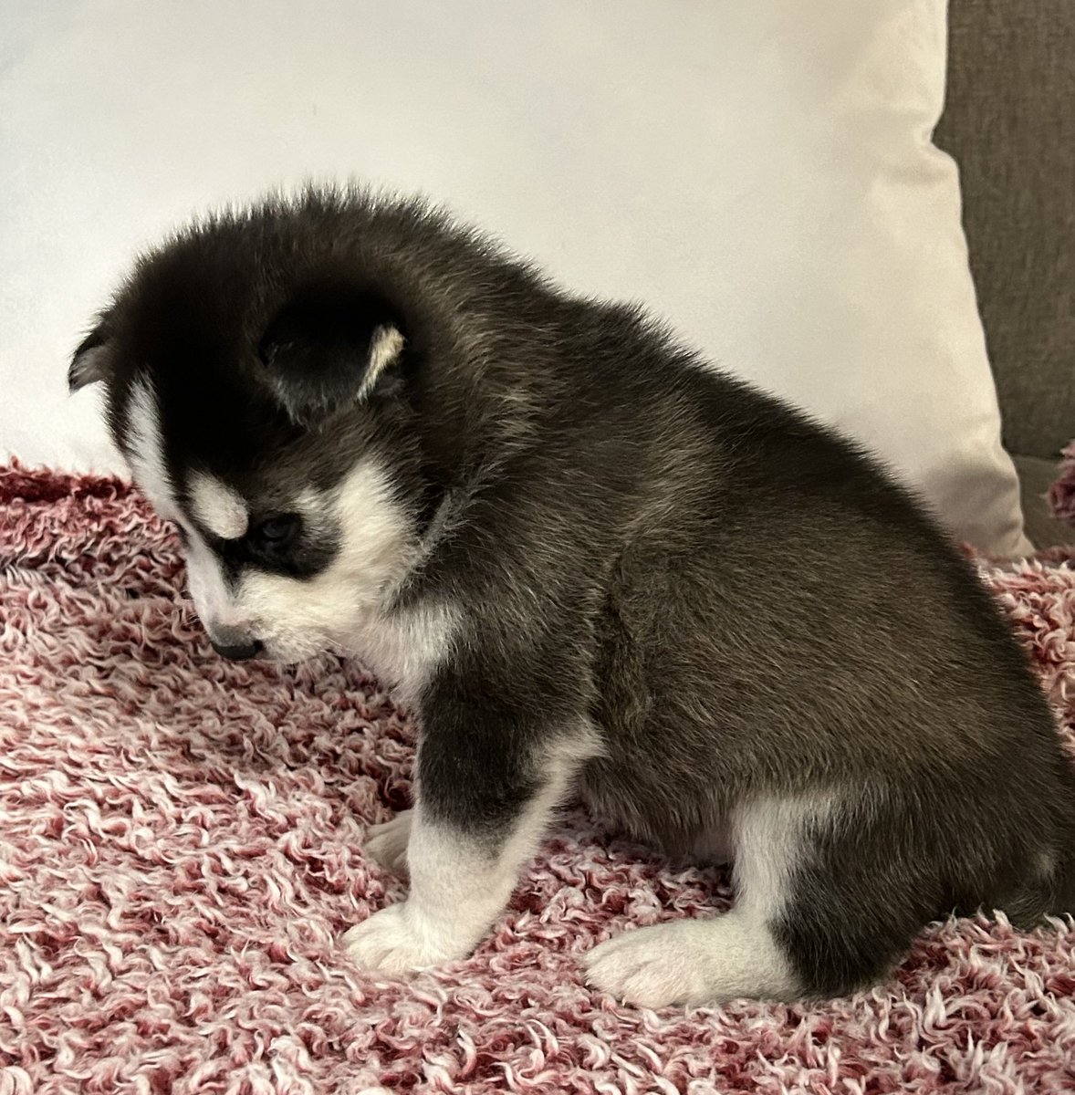 jonathan a watts tweet media