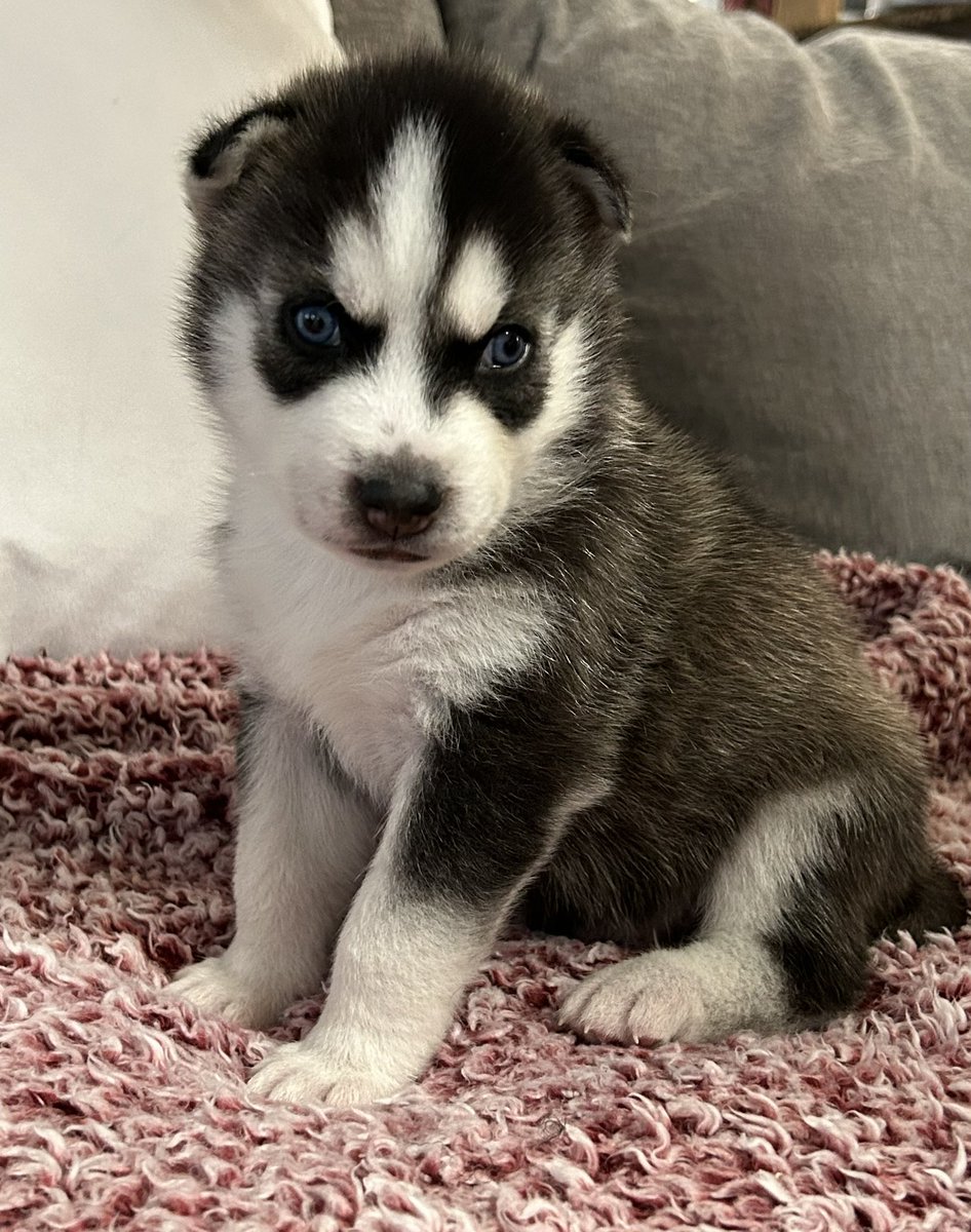 jonathan a watts tweet media