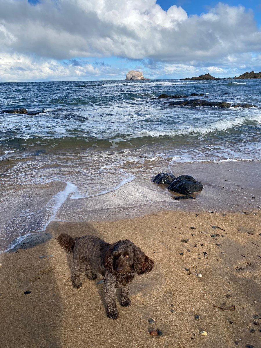 Priscila Renwick tweet media