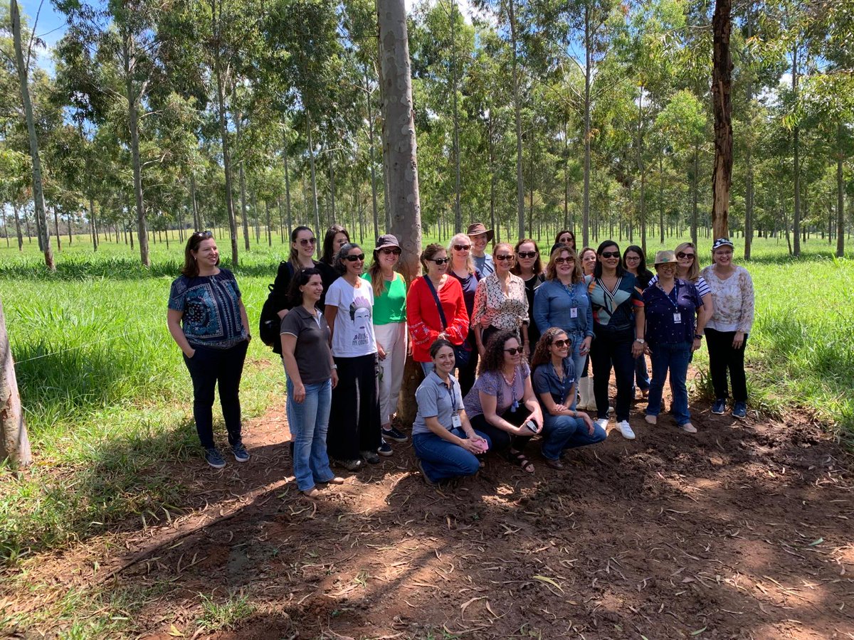 Women researchers from Embrapa and Rothamsted Research visiting their superb silvopasture experiments