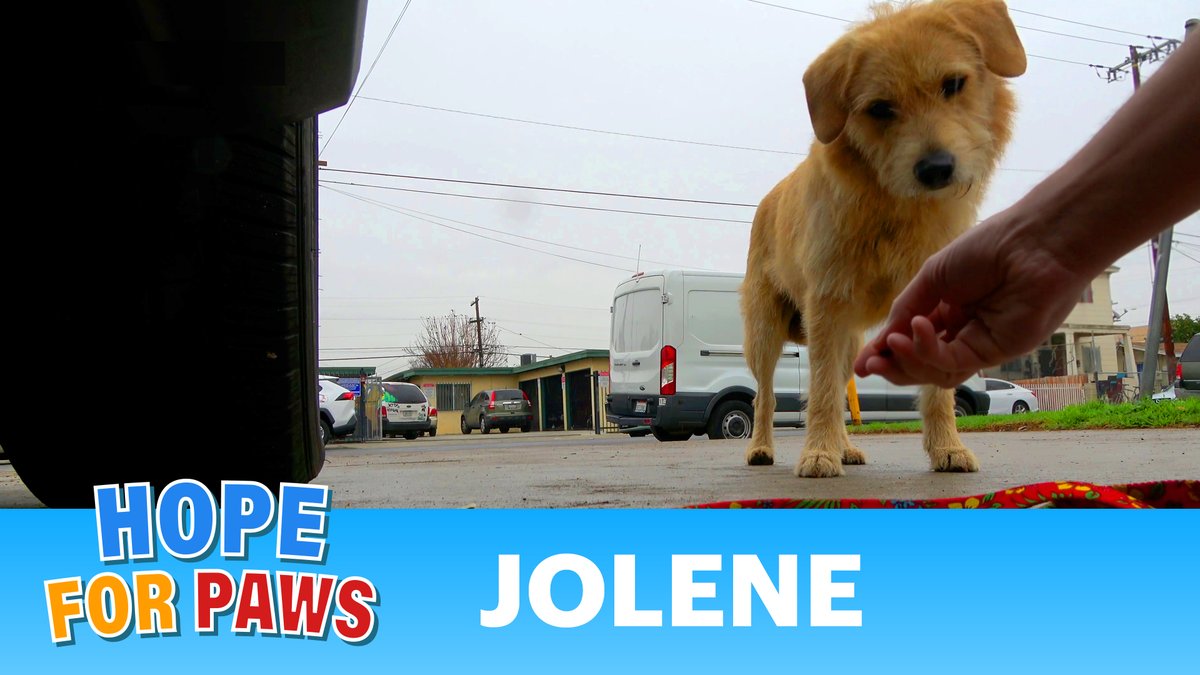 For today we have another @HopeForPaws and @arm_501c3 collaboration to change Jolene's life: youtube.com/watch?v=6rkBV1… ❤️❤️❤️