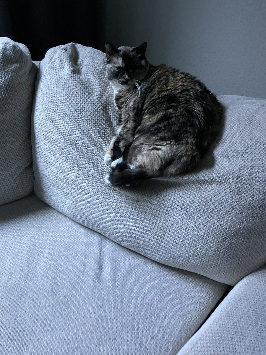 lapisaquila's tweet photo. @RIP__Azzy @TrueTanaIsHere my cat https://t.co/M0Q9h9XU3o