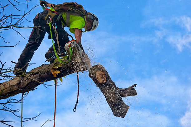 TheTreeDoctor4's tweet photo. We're the Johnson City area's go-to tree-trimming company! Call us at (423) 268-4873 for trimming work, light pruning, and so much more, all at low rates.
https://t.co/O5FJhpea45 https://t.co/H49wV8M6MI