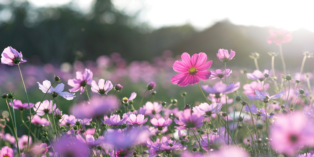 Have a wedding or other special event coming up? Sustainable Nantucket is partnering with the Little State Flower Company to bring sustainable, environmentally friendly growing practices to all of your floral needs. Sign up today! #EveryChoiceHasAnImpact
nantucketfootprints.net/2023/03/08/lit…