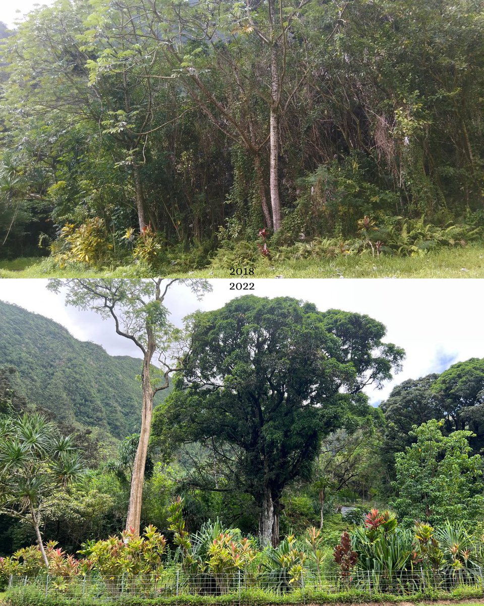 Sometimes it's important to look back at where we came from. From just few remnant groves of hala and papala kepau to over 20 native species from ferns to shrubs and trees, Waiheʻe is flourishing with natives in this zone. #malamaaina #ainamomona #waihee