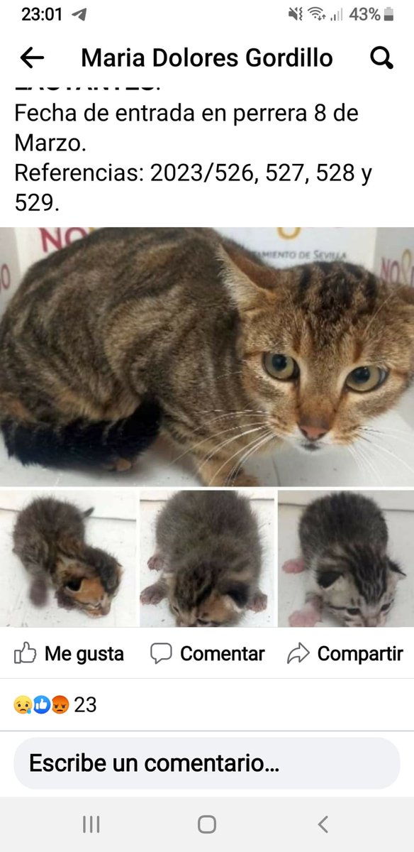 SilviaMylo's tweet photo. Allí en el zoosanitario de Sevilla esa perrera que mata a los gatos y perros ppp o cruces grandes o mastines los primeros 😢
Con sus bebés y muerta de miedo 😢💔
Ayuda muy urgente por favor difundir ‼️
😢 🆘 📢 📢 📢 📢 📢
Gata cn sus gatitos en zoosanitario https://t.co/Kia22oftJa