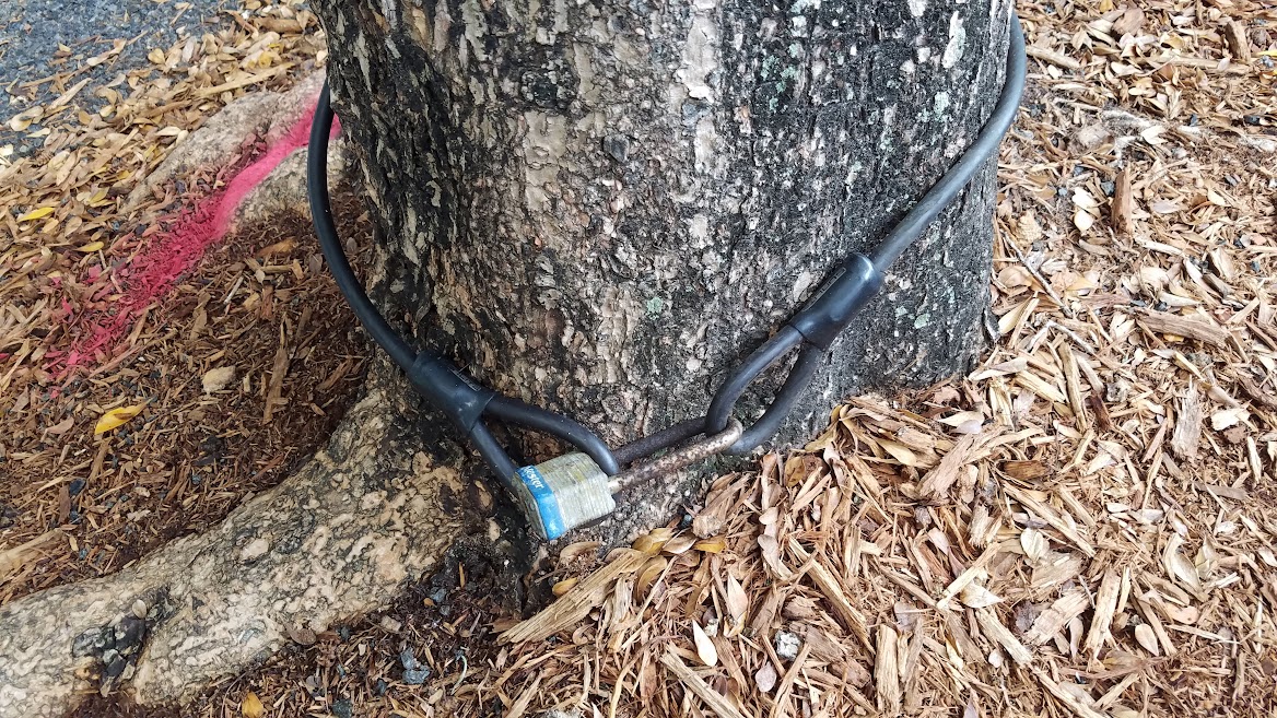 billeecox's tweet photo. Just #makingsure this tree #doesntwanderoff give em an inch #theylltakeamile https://t.co/jDcqXadIew