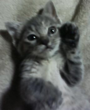 おはようございます☺
#猫
#猫のナツ
#猫好きさんと繋がりたい