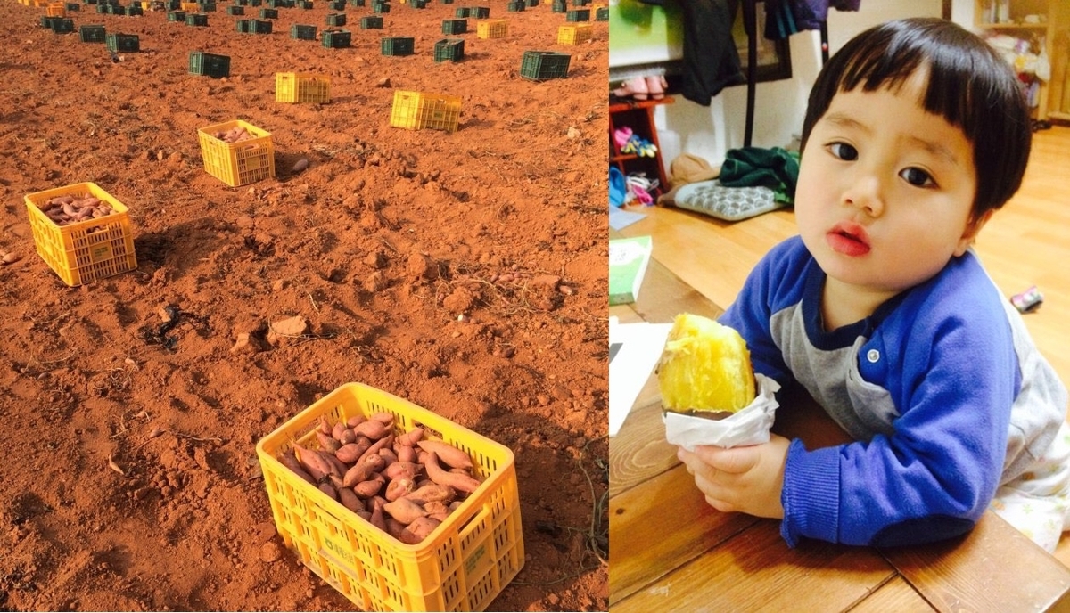 특상품 유기농 고구마 10% 할인!!

전남 무안 자연상상 농장의 촉촉하고 달콤한 특상품 유기농 고구마입니다.
로그인(회원 + SNS)하시면 10% 할인됩니다.

munjadang.net/goods/25150