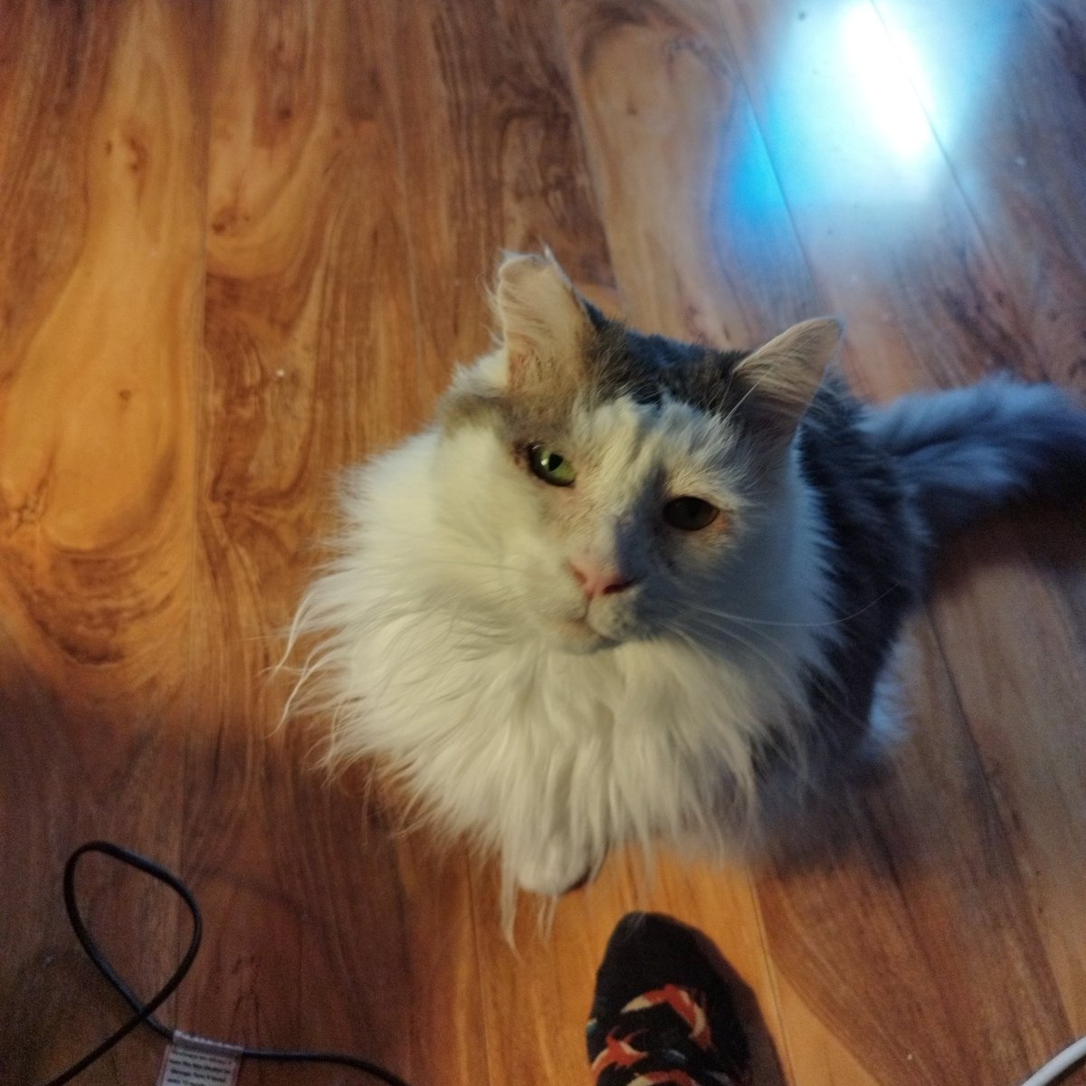 Siblings of Scruffkit tweet media