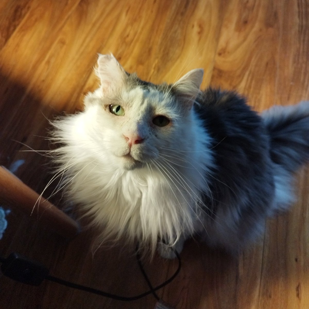 Siblings of Scruffkit tweet media