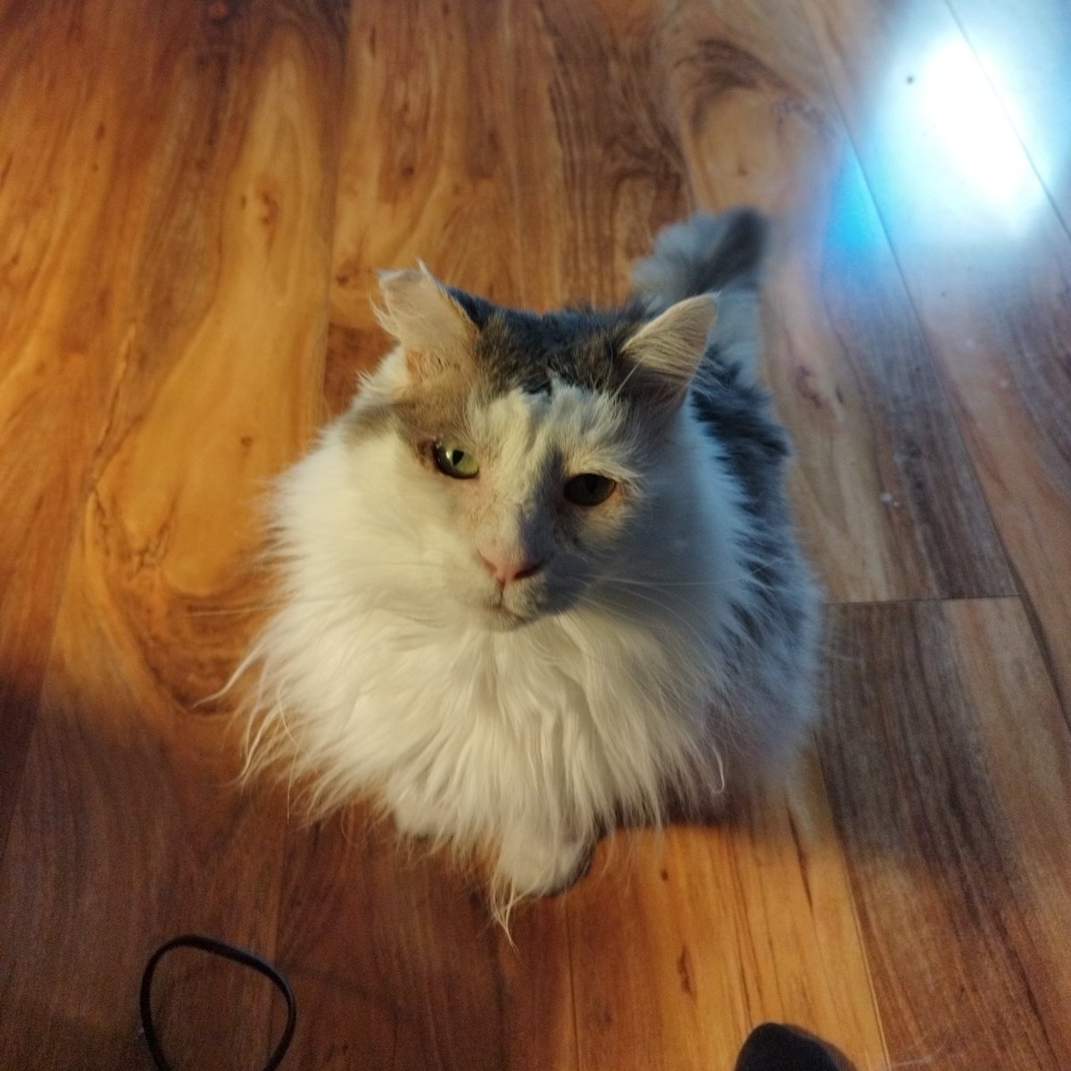 Siblings of Scruffkit tweet media