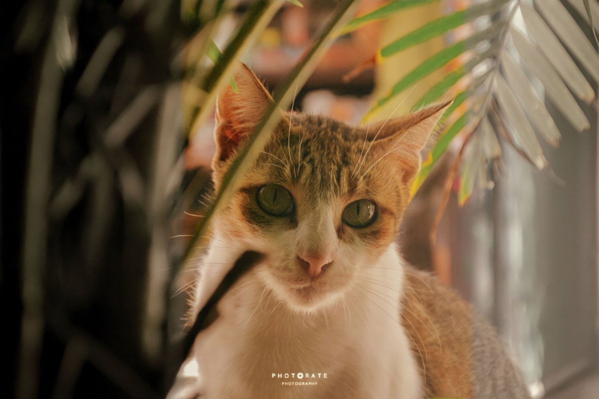 Zamteeee's tweet photo. MOTHER CAT 

Nikon D3100 / 18-55mm f/3.5-5.6G VR lens.

#lightroom
#Manualedit https://t.co/nKZXRvDYB9
