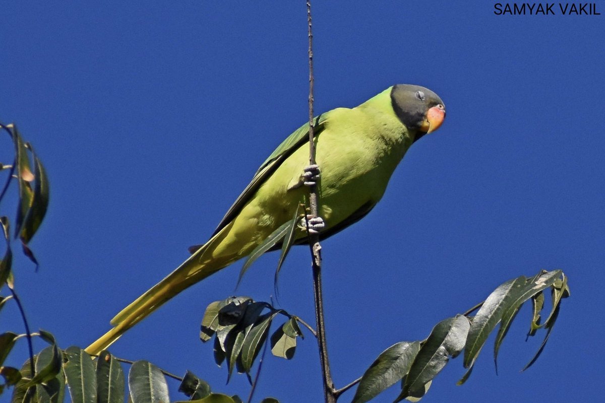 Slaty-headed Parakeet (Psittacula himalayana)

#ColourfulBirds 
#IndiAves
#Chopta