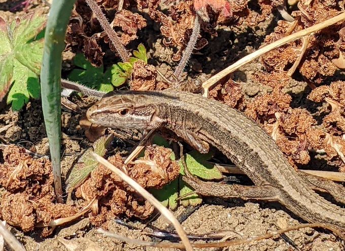 カナヘビの季節だねぇ  