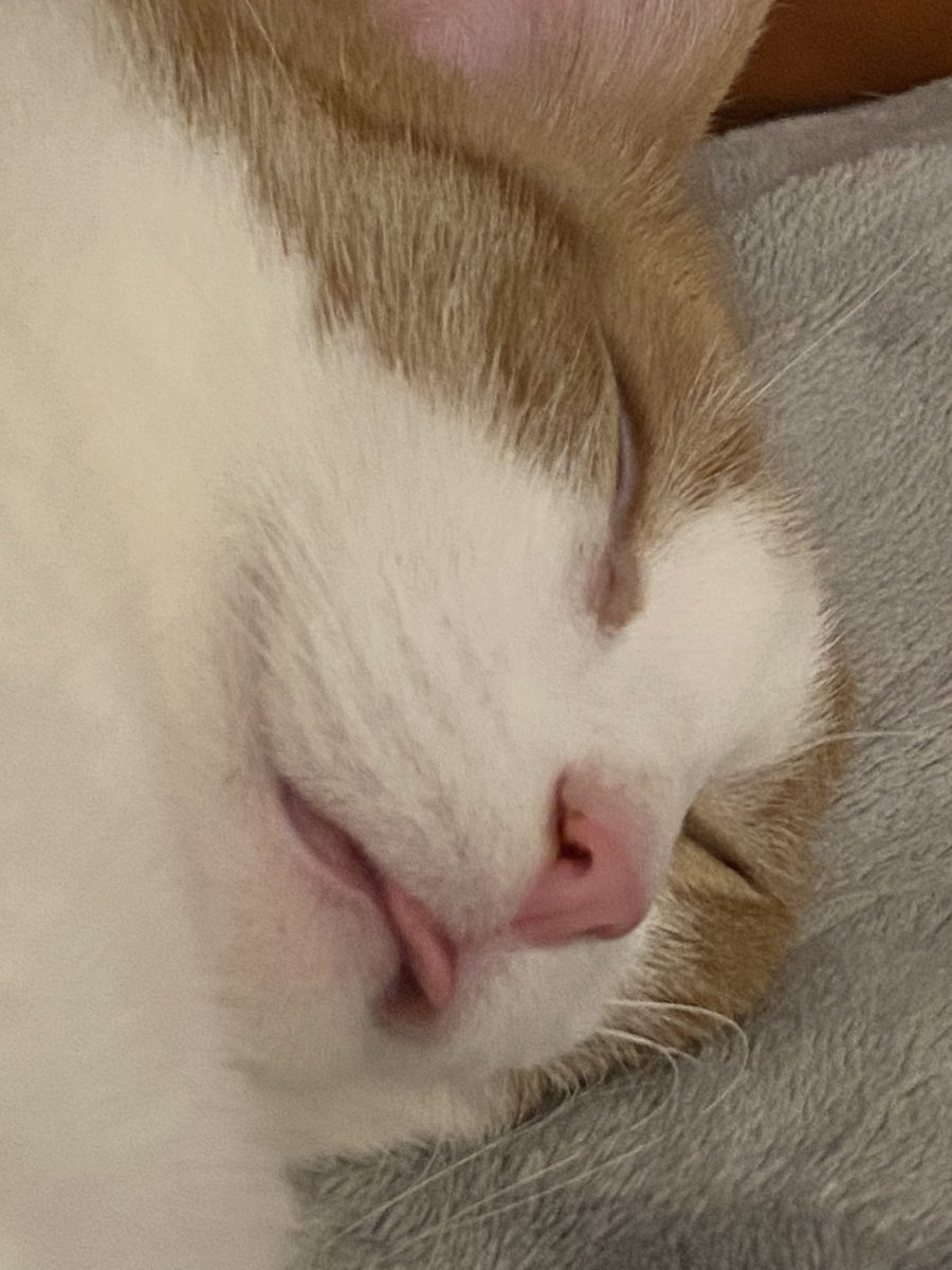 mynamestinky's tweet photo. wen the nap hits too hard https://t.co/SMUXd19HHh