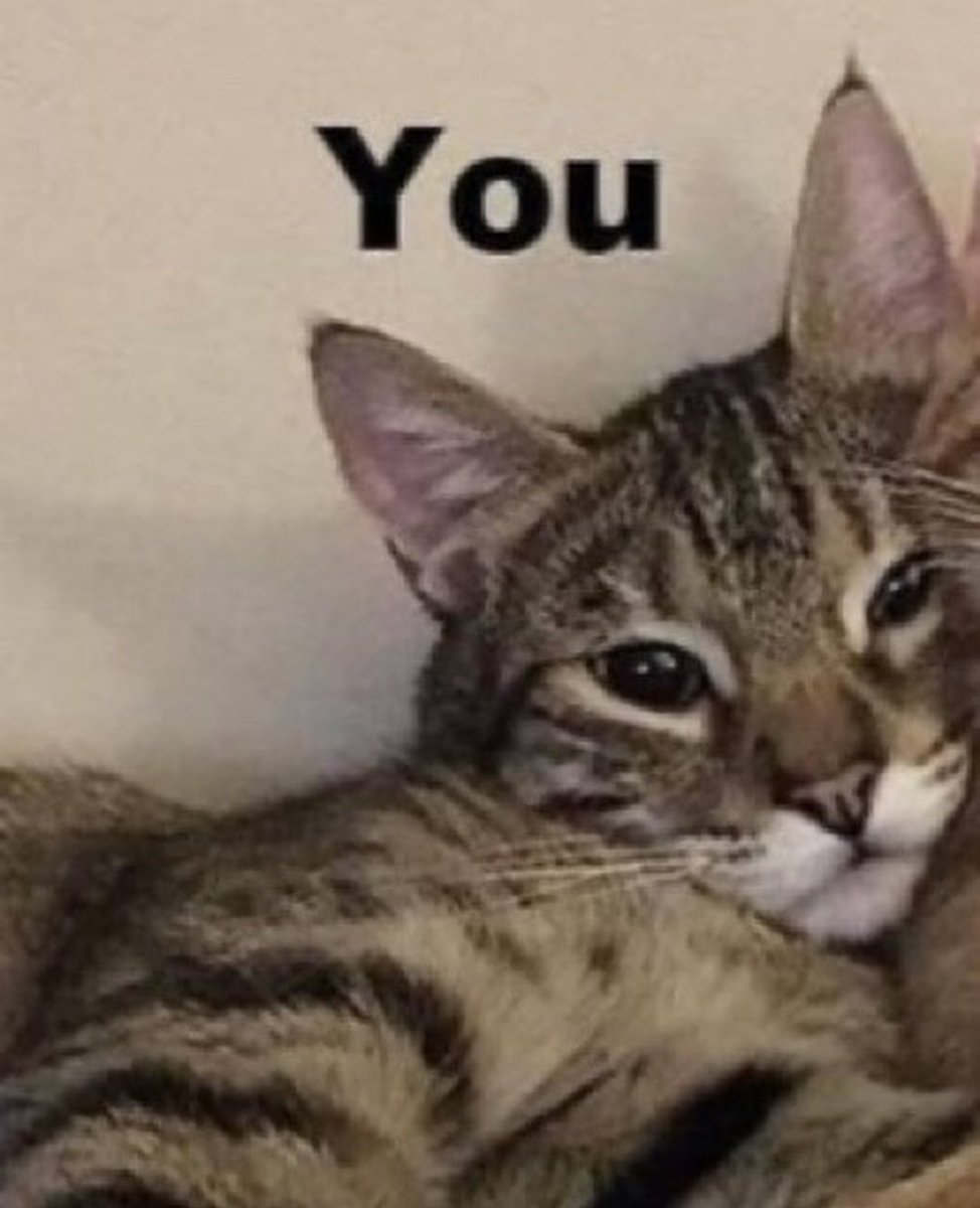 DontShowYourCat's tweet photo. tag ur person or whatever https://t.co/uDCOmXdcnm