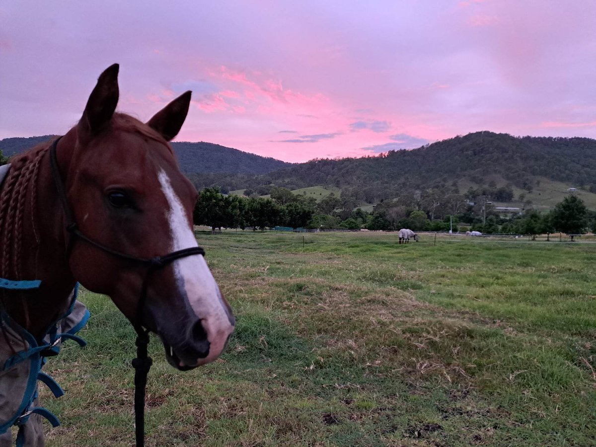 AngieEquine's tweet photo. Good Morning Everyone!
Sometimes you need to step outside, get some air and remind yourself of who you are and who you want to be.
Have a magical day, Angie & John ๐ฆ
#getyourwicksfixtoday #wicksequine #johnwicks #angiewicks https://t.co/f7QXW6aqJn