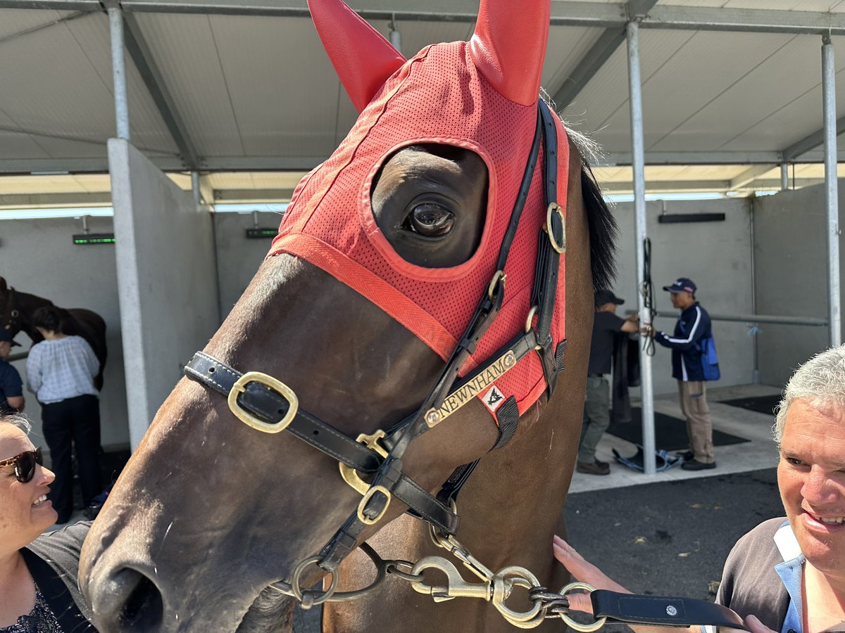This handsome bloke Cool Jakey looking to go back to back <a href="/newcastleraces_/">Newcastle Racecourse</a> Good Luck <a href="/mark_mnracing/">Mark Newnham</a> and all the NSW Tycoons