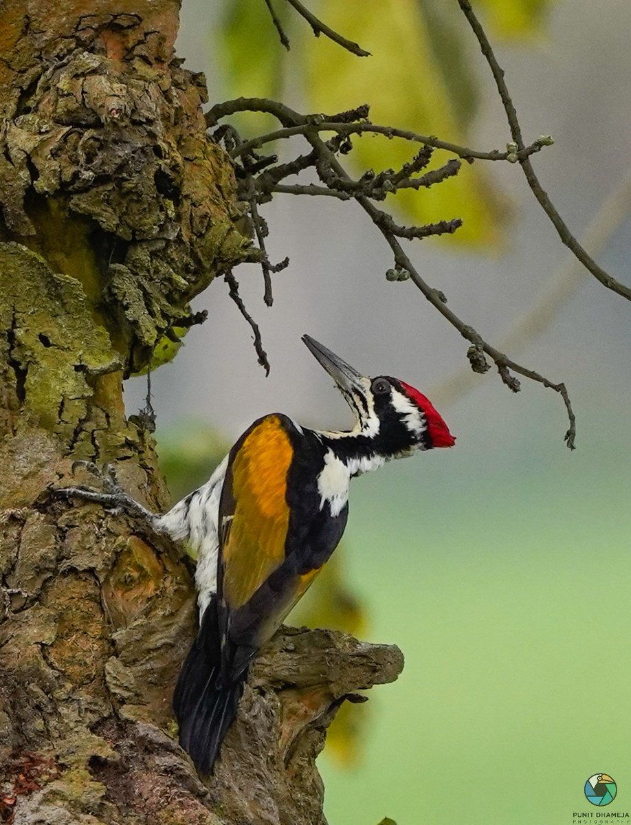 White Naped Woodpecker for #ColourfulBirds by #IndiAves 
#ThePhotoHour
#BirdsSeenIn2022
#BBCWildlifePOTD 
#natgeoindia 
#birdwatching 
#BirdsOfTwitter 
#wildlife