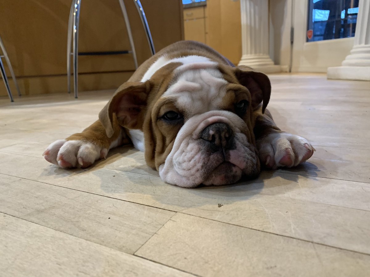 WeatherDog_Will's tweet photo. This is baby @zeldathebulldog , she’s about 12 weeks! She is smart &amp; sweet as can be. And she gives the best “tackles!” 😂 #friendlyneighborhoodbulldog #bulldogpuppy https://t.co/6MBlYyaiLh