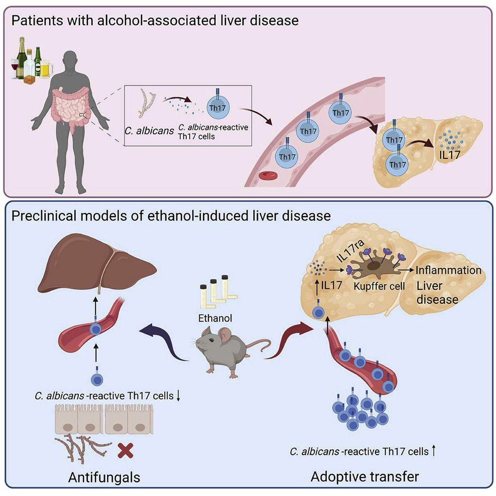 Congrats, Suling. Published in Cell Host & Microbe today, how Candida albicans-reactive Th17 cells contribute to liver disease. authors.elsevier.com/a/1gi%7EX6t8JE… @SDDRC @UCSD_GI @UCSDHealth @cellhostmicrobe