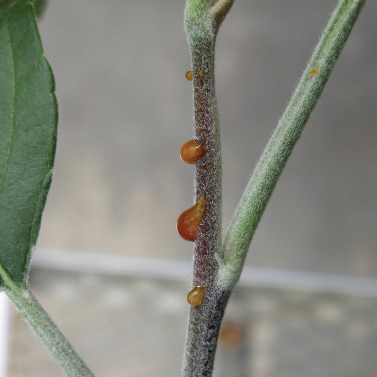 Why FireBlight can spread like wild 🔥! Ooze droplet of #FireBlight bacterial can contain 100,000,000 (one hundred million
 Erwinia amylovora cells per μl. #Apples