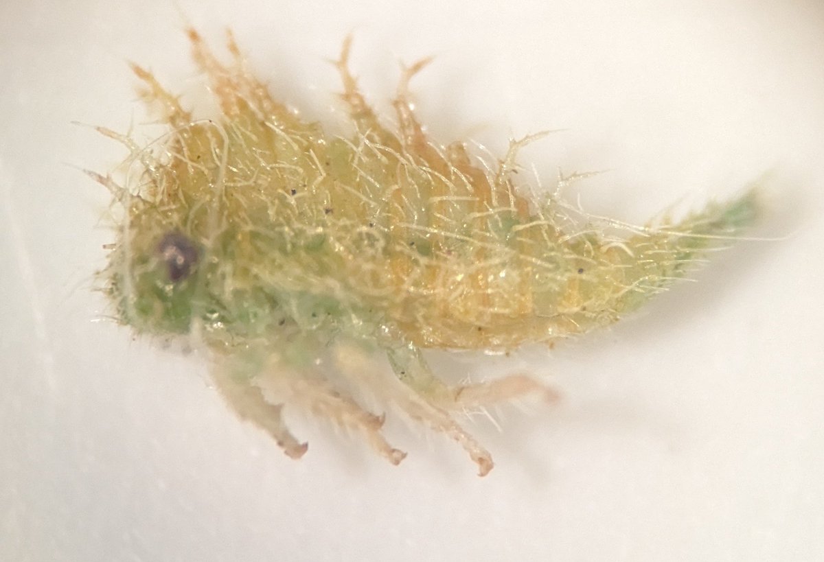 ZacharyBunch2's tweet photo. Cool bug alert everyone! https://t.co/Rz0W5sdkkT