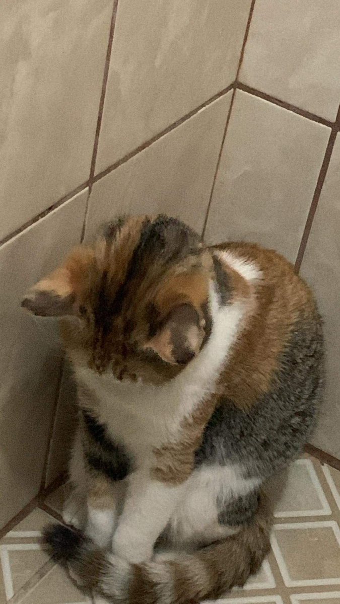 La_Chabeee's tweet photo. la dueña de mis quincenas🥰 https://t.co/AafqcZGTpV